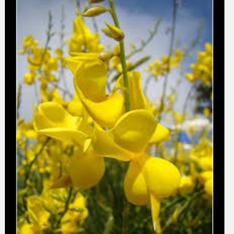 نهال گل طاووسی ارسال پسکرایه