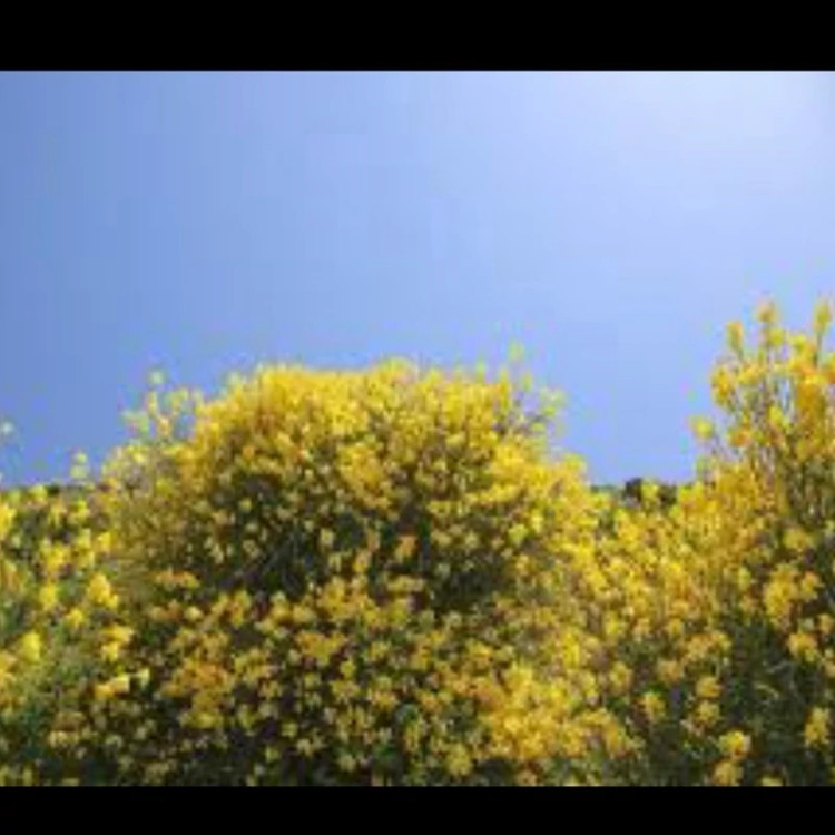 نهال گل طاووسی ارسال پسکرایه