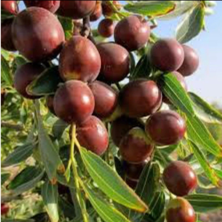 نهال عناب خوشه ای افغال. ارسال پسکرایه