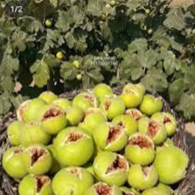 نهال انجیر استهبان ارسال پسکرایه