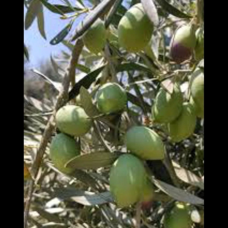 نهال زیتون آمیگدال یونانی. ارسال پسکرایه