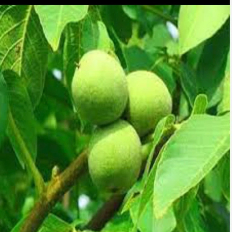 نهال گردو شیلی دیرگل. ارسال پسکرایه