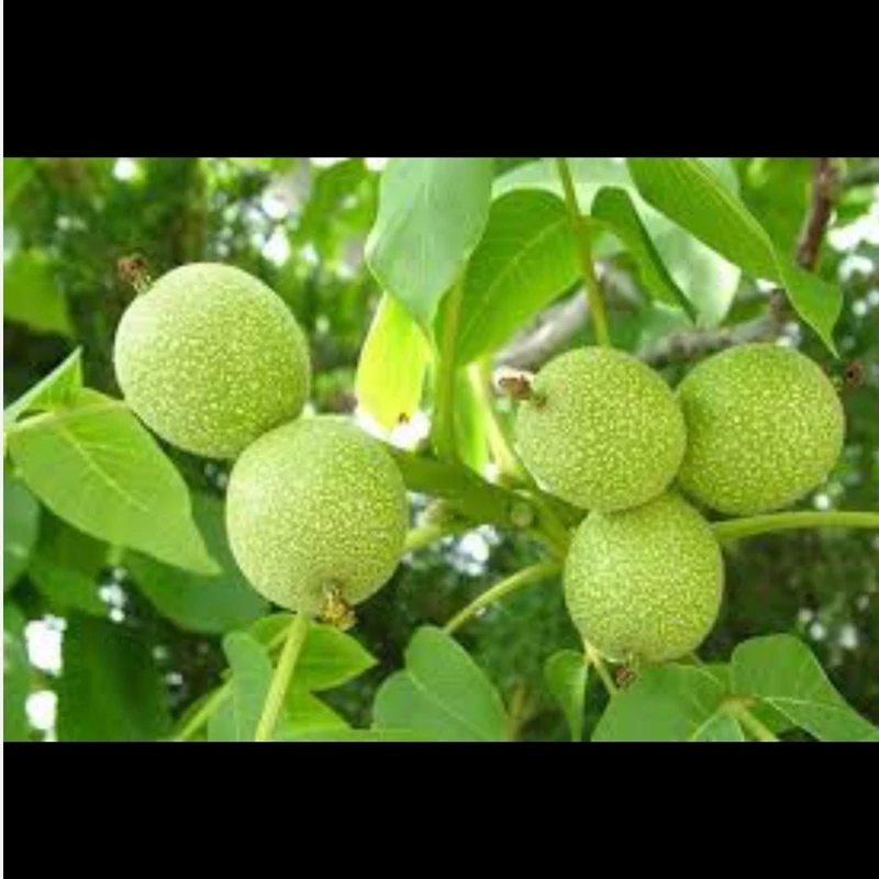 نهال گردو پدرو آمریکایی ارسال پسکرایه