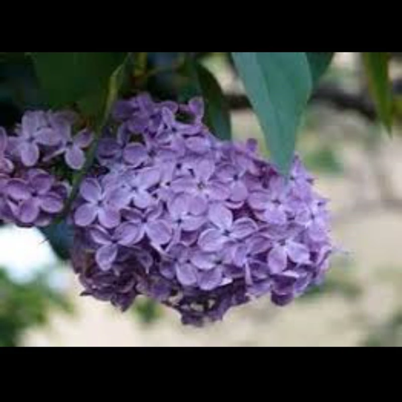 نهال یاس بنفش معطر. ارسال پسکرایه