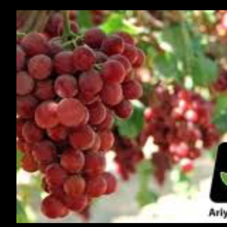 نهال انگور کریمسون سیدلس. ارسال پسکرایه