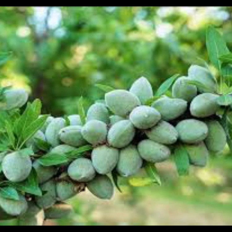 نهال بادام دیرگل خوشه ای. ارسال پسکرایه
