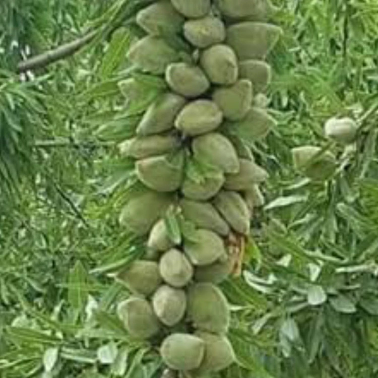 نهال بادام دیرگل خوشه ای. ارسال پسکرایه