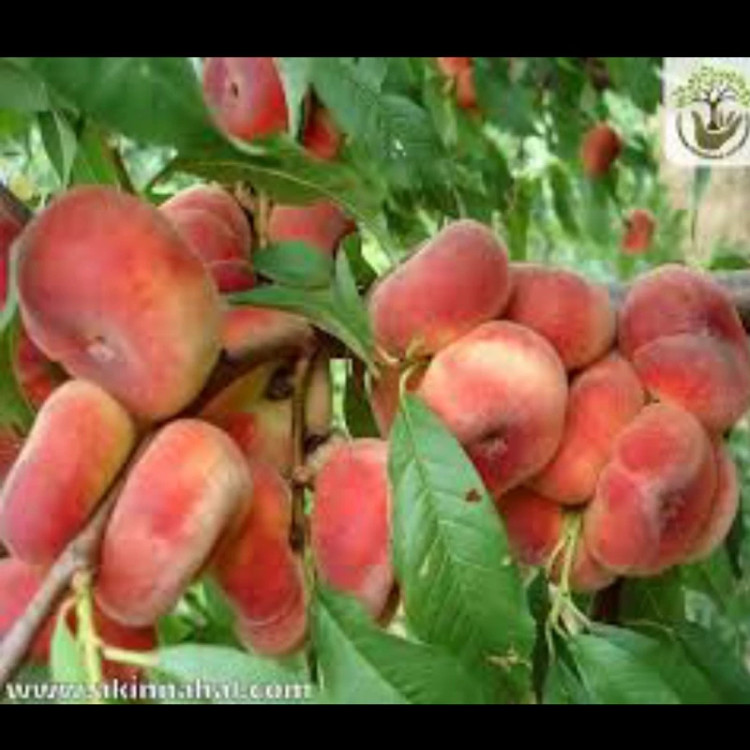 نهال هلوانجیری پیوندی. ارسال پسکرایه