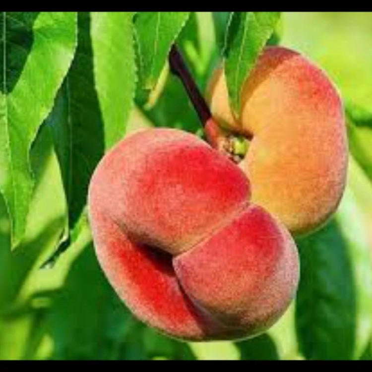 نهال هلوانجیری پیوندی. ارسال پسکرایه