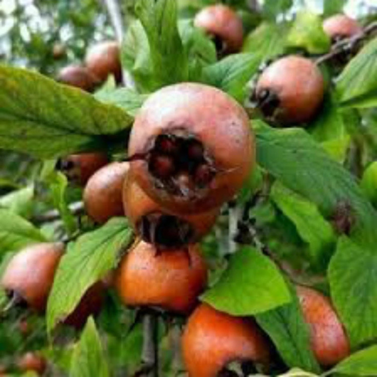 نهال ازگیل محلی3ساله بزرگ. عسلی یاهمان ازگیل کندوس