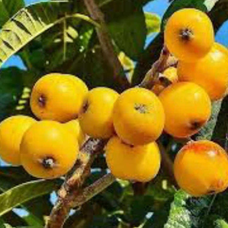 نهال ازگیل جنگلی3ساله بزرگ