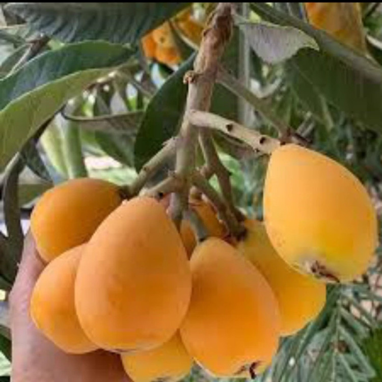 نهال ازگیل گلابی کانادایی 3ساله بزرگ. رقم2فصل