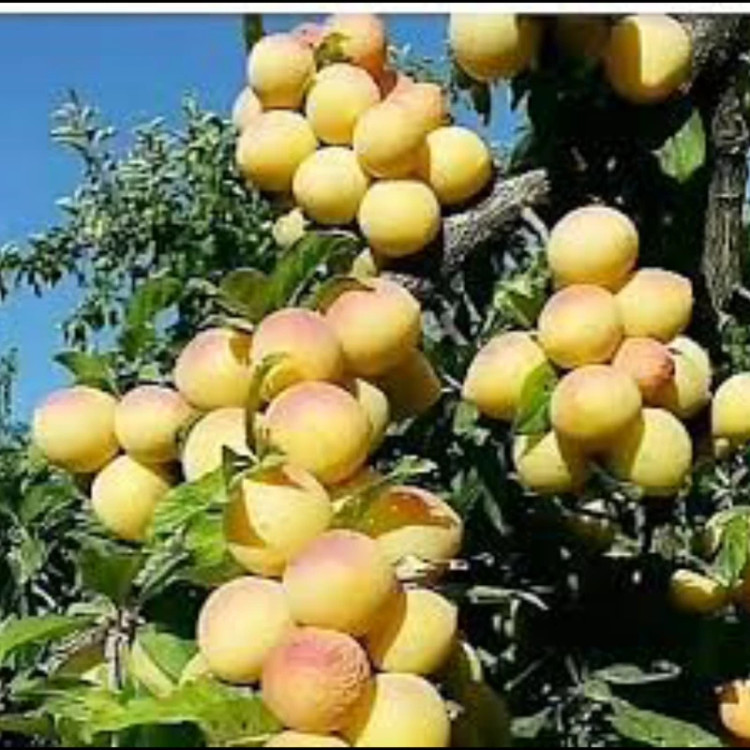 نهال زردآلوخوشه ای