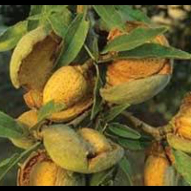 نهال بادام پوسته کاغذی (منقا) ارسال پسکرایه
