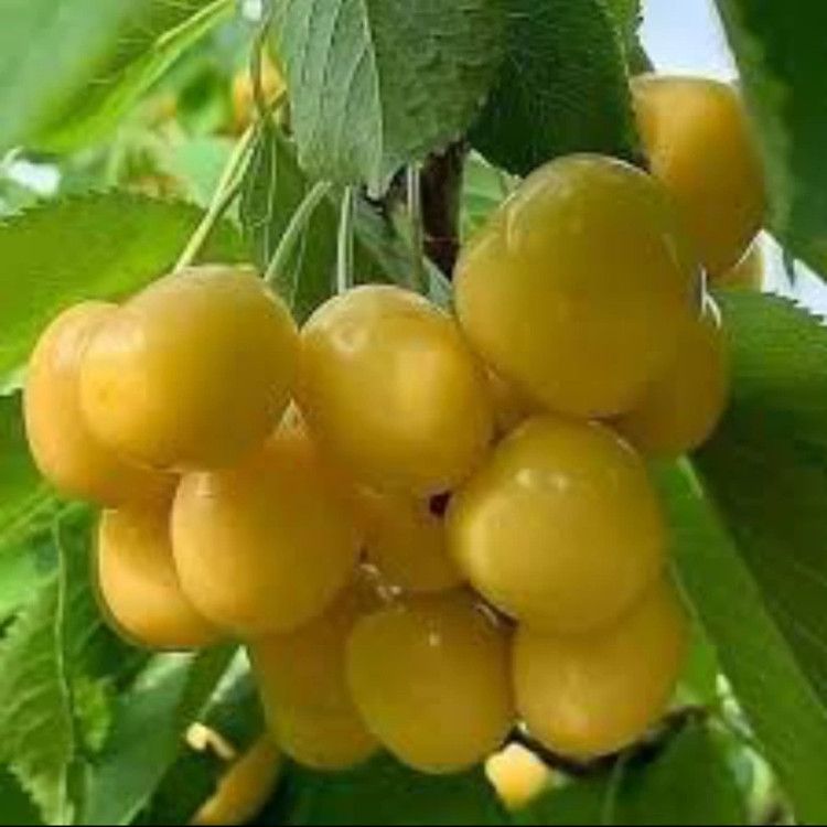 نهال گیلاس زرد خوشه ای. ارسال پسکرایه