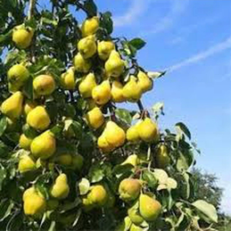 نهال گلابی بیروتی