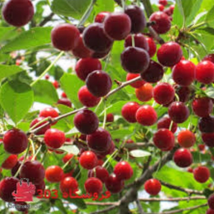 نهال آلبالو گوشواره ای اصلاح شده ارسال پسکرایه
