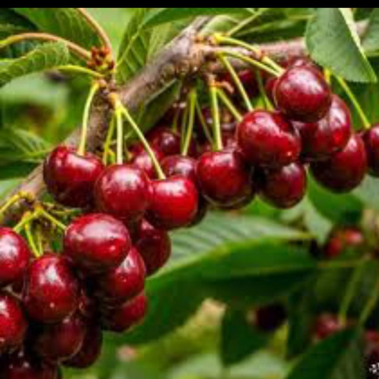 نهال آلبالو گوشواره ای اصلاح شده ارسال پسکرایه