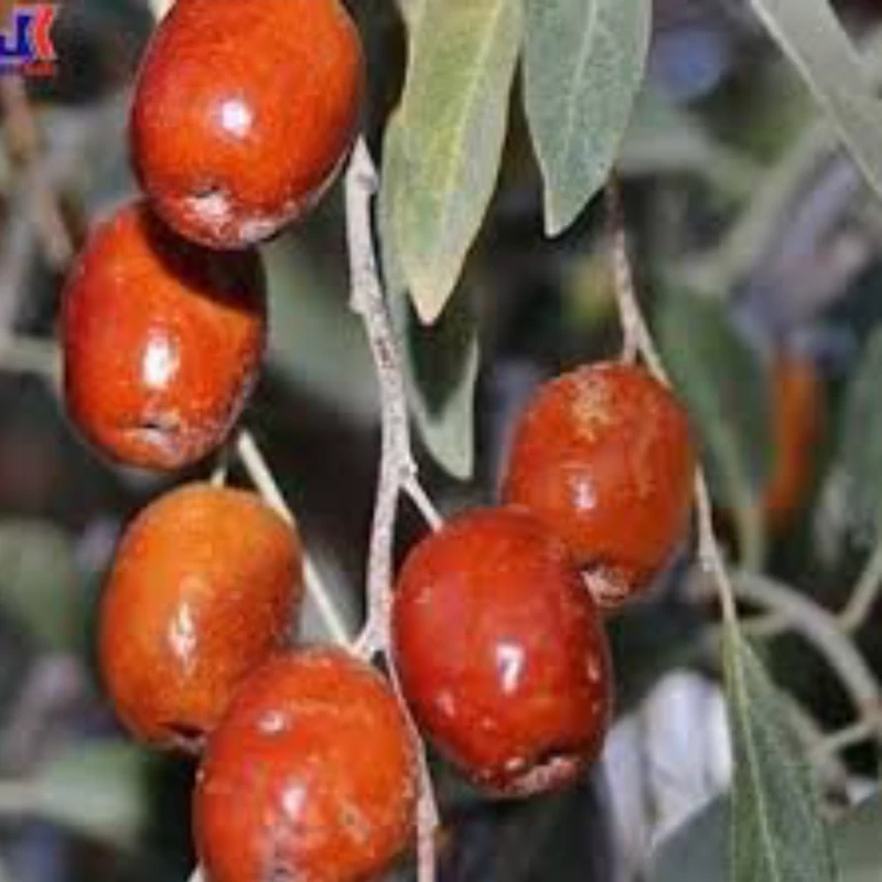 نهال سنجد نقلی. ارسال پسکرایه