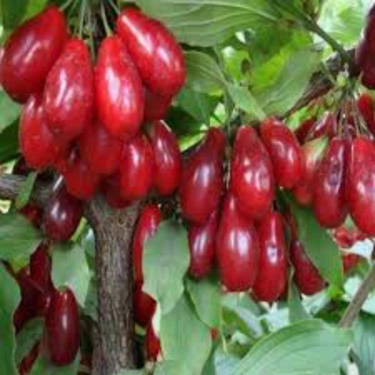 نهال سنجد خرمایی. ارسال پسکرایه