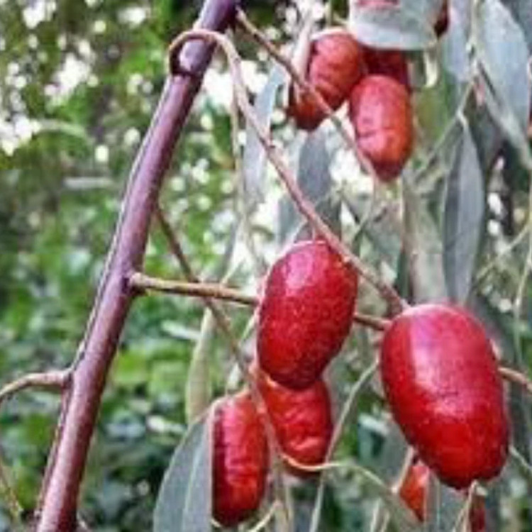 نهال سنجد خرمایی. ارسال پسکرایه