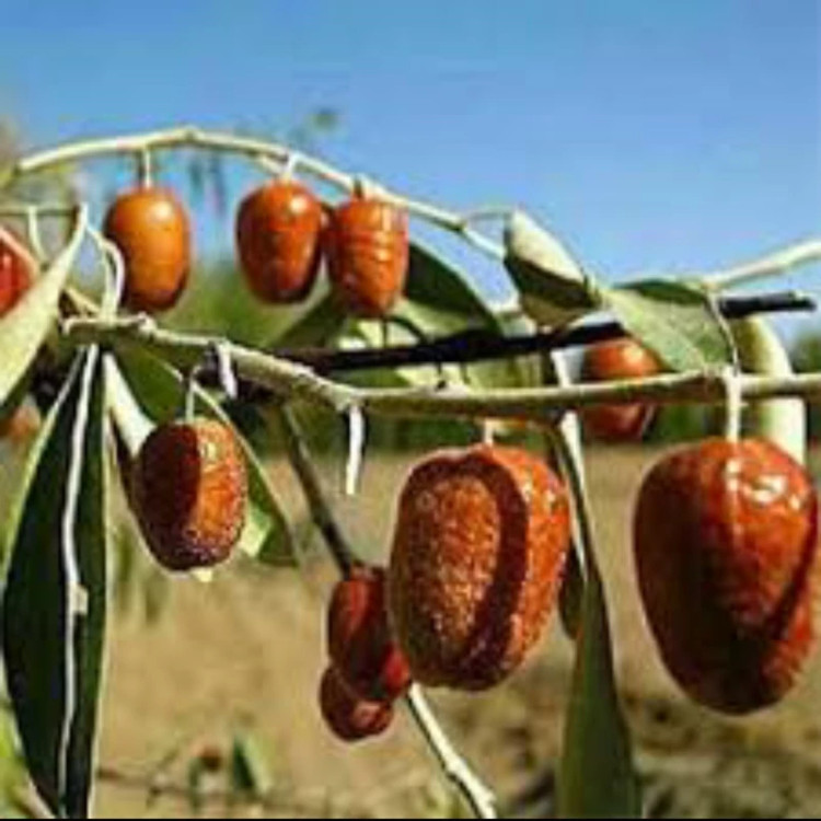 نهال سنجد نقلی. ارسال پسکرایه