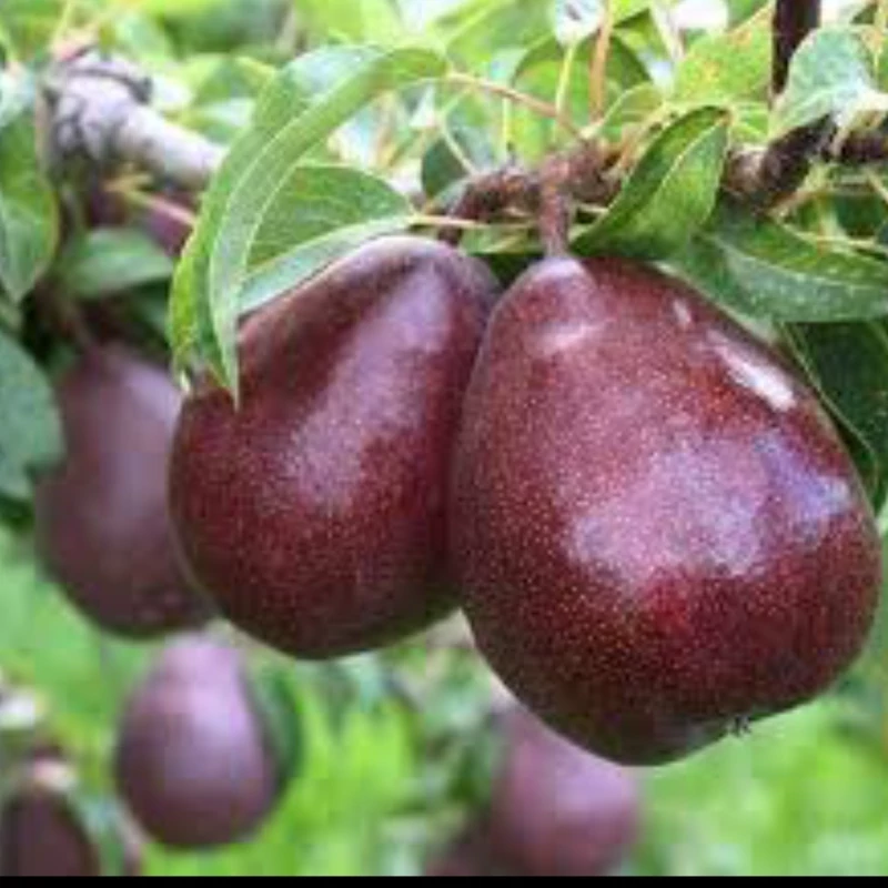 نهال گلابی قرمز آمریکایی ارسال پسکرایه