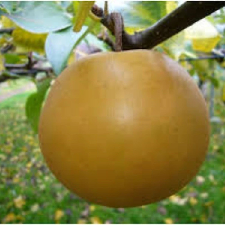 نهال گلابی سیبری اصلاح شده. ارسال پسکرایه