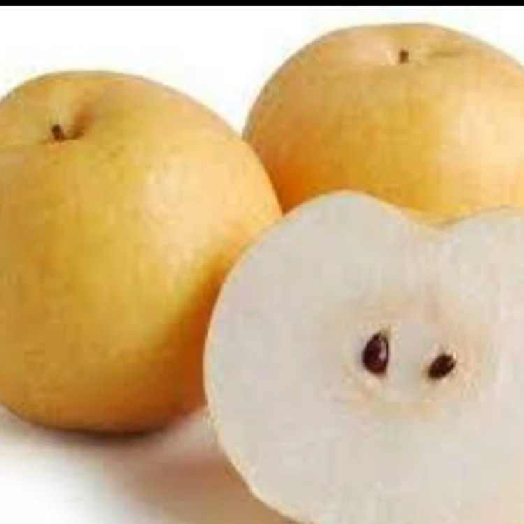 نهال گلابی سیبری اصلاح شده. ارسال پسکرایه