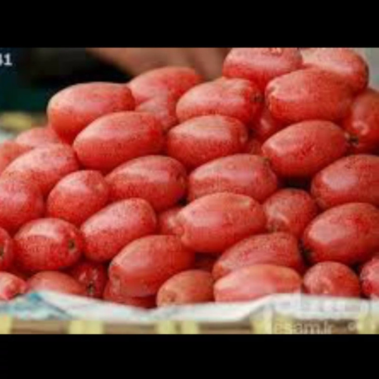 نهال درخت زیتون قرمز اصلاح شده