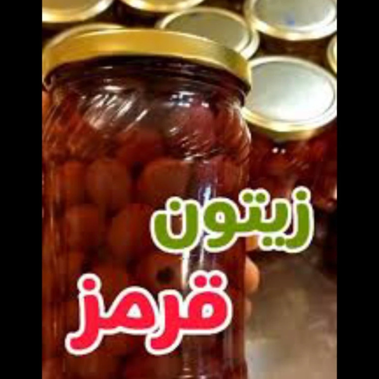 نهال درخت زیتون قرمز اصلاح شده