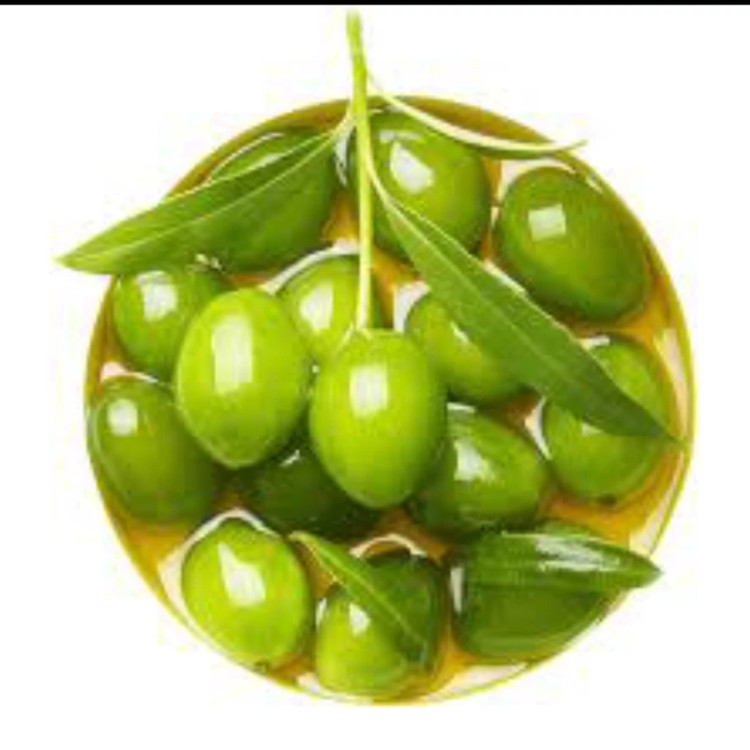 نهال زیتون خوشه ای اصلاح شده اسپانیایی. ارسال پسکرایه