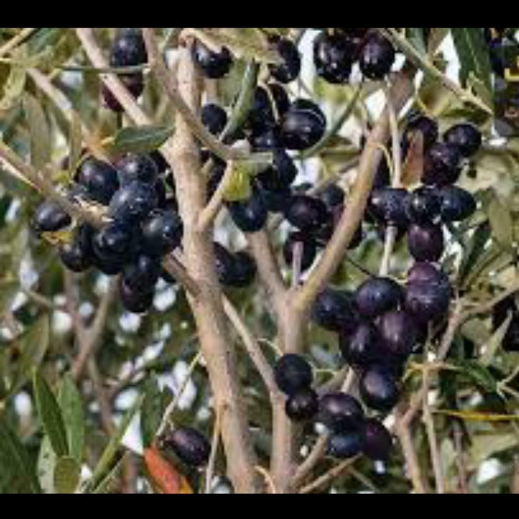 نهال زیتون فرانتینو سیاه ایتالیایی. ارسال پسکرایه