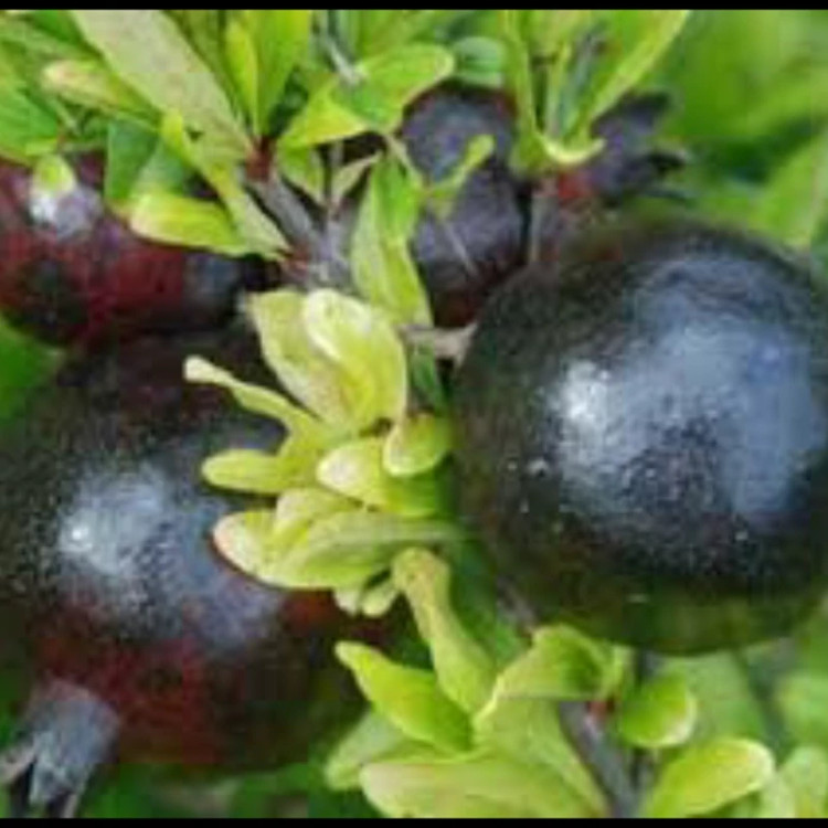 نهال انارسیاه. ارسال پسکرایه