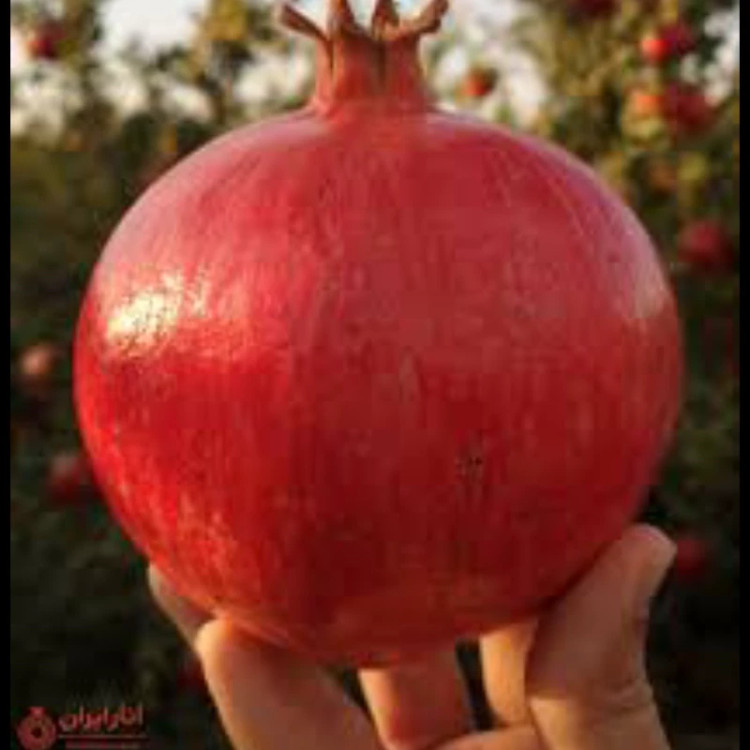 نهال انار فردوس. ارسال پسکرایه