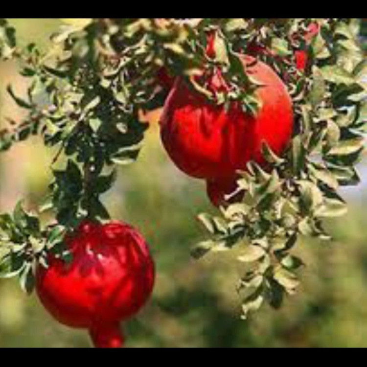 نهال انار فیروزکوه ارسال پسکرایه