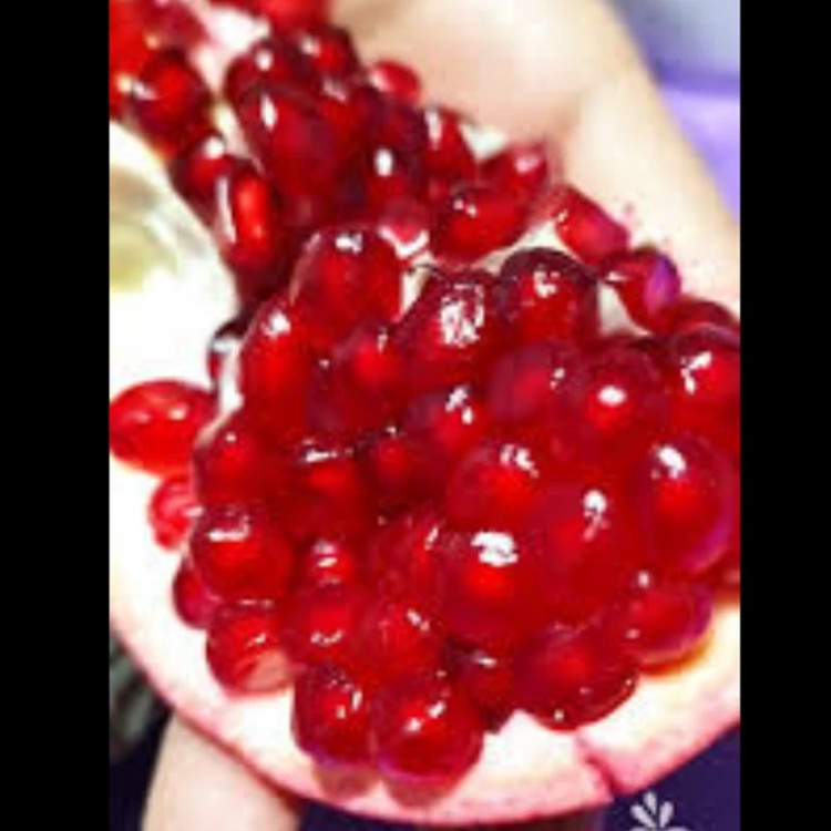 نهال انار فردوس. ارسال پسکرایه