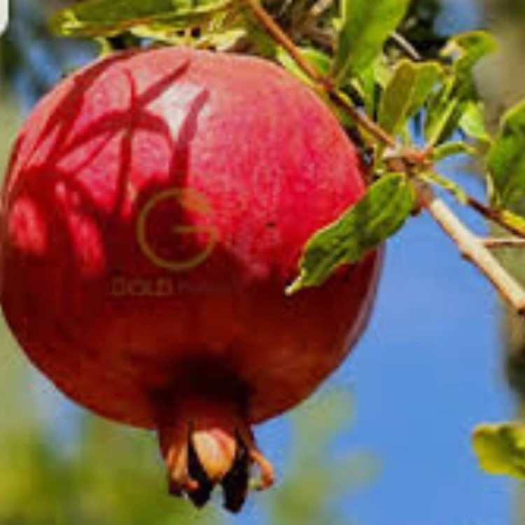 نهال انارکینگ وارداتی