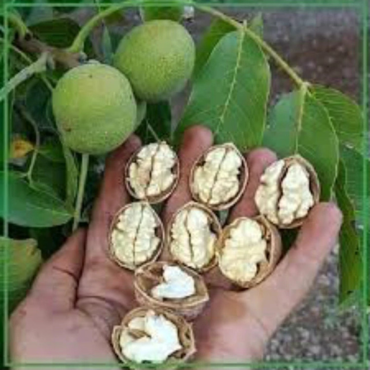 نهال گردو اسرائیلی. ارسال پسکرایه