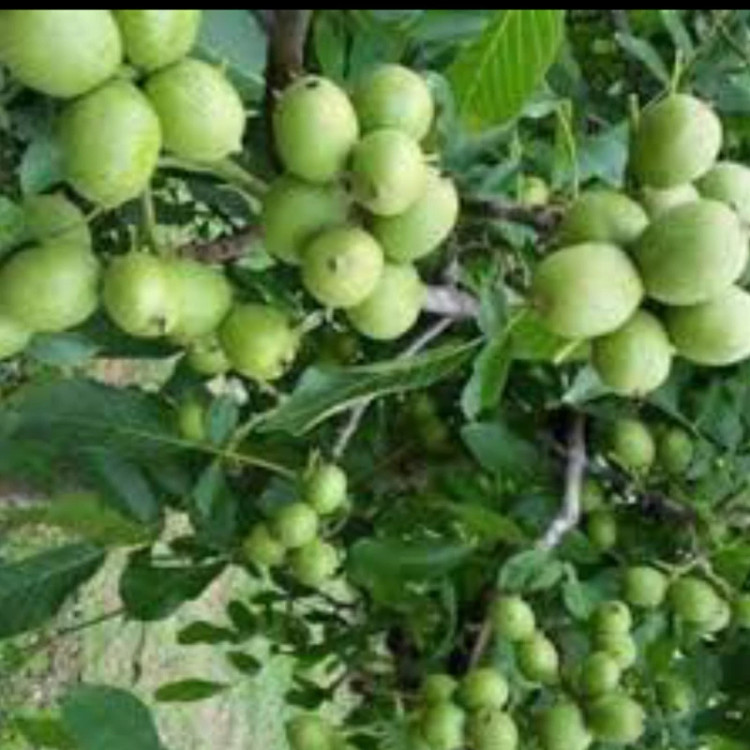 نهال گردو اسرائیلی. ارسال پسکرایه