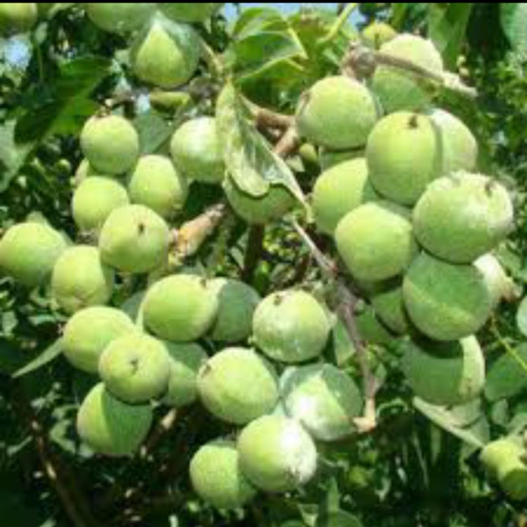 نهال گردو اسرائیلی. ارسال پسکرایه