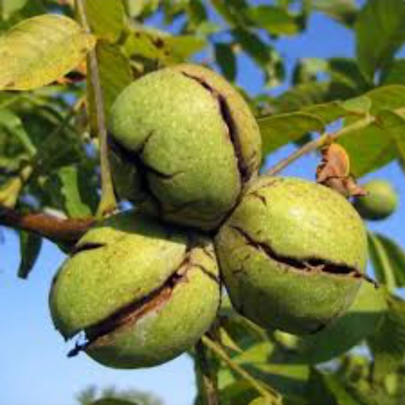 نهال گردو تویسرکان. ارسال پسکرایه