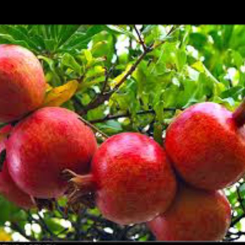 نهال انار سمرقندی