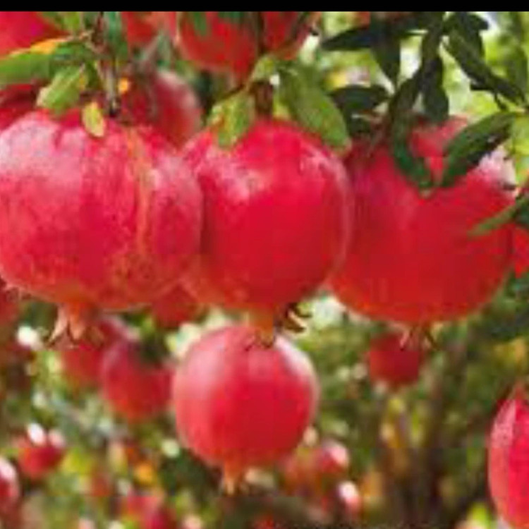 نهال انار گربان