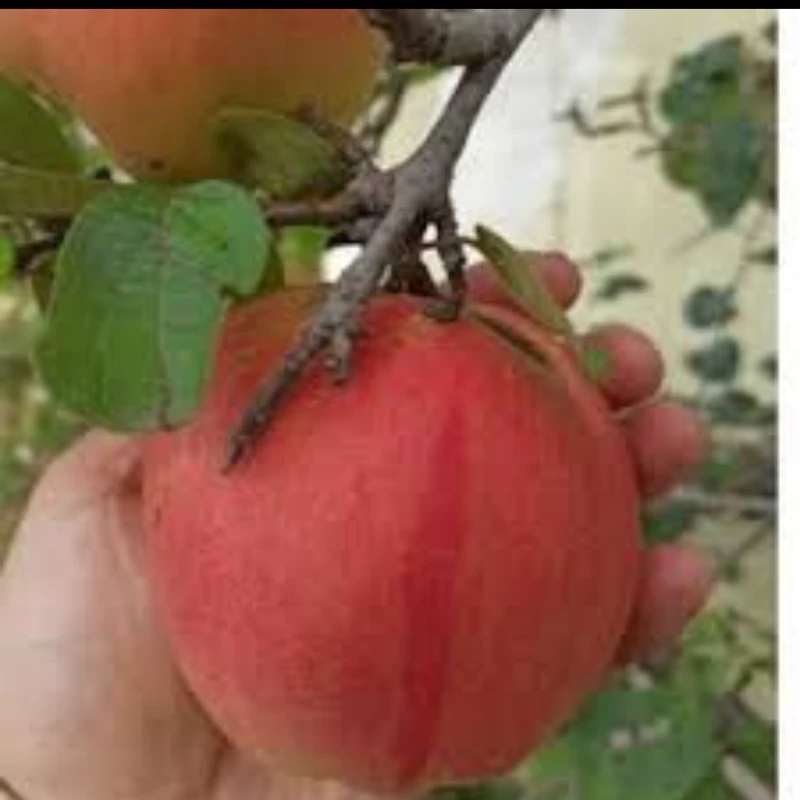 نهال ودرخت به قرمز اصلاح شده. ارسال پسکرایه