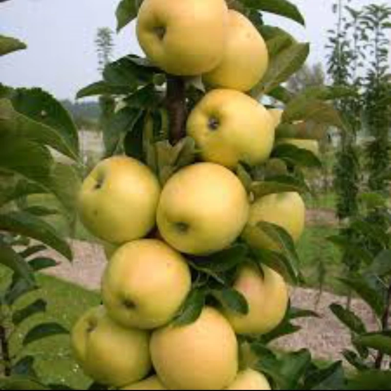 نهال سیب سفید خوشه ای فرانسوی ارسال پسکرایه