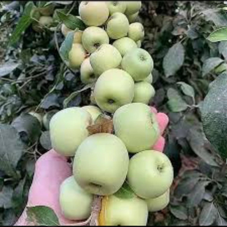 نهال سیب سفید خوشه ای فرانسوی ارسال پسکرایه
