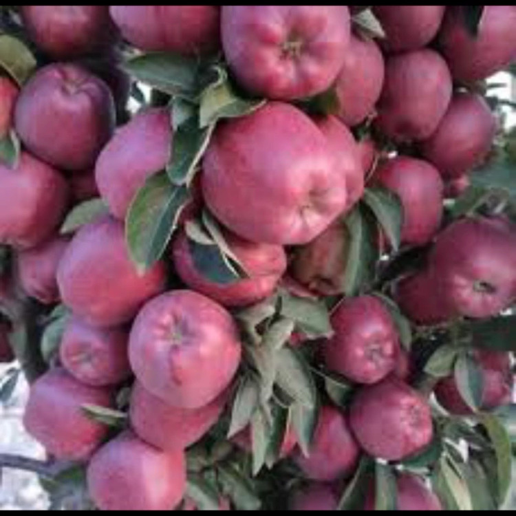 نهال سیب قرمز خوشه ای فرانسوی