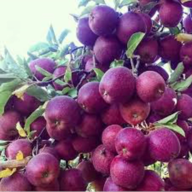 نهال سیب قرمز خوشه ای فرانسوی
