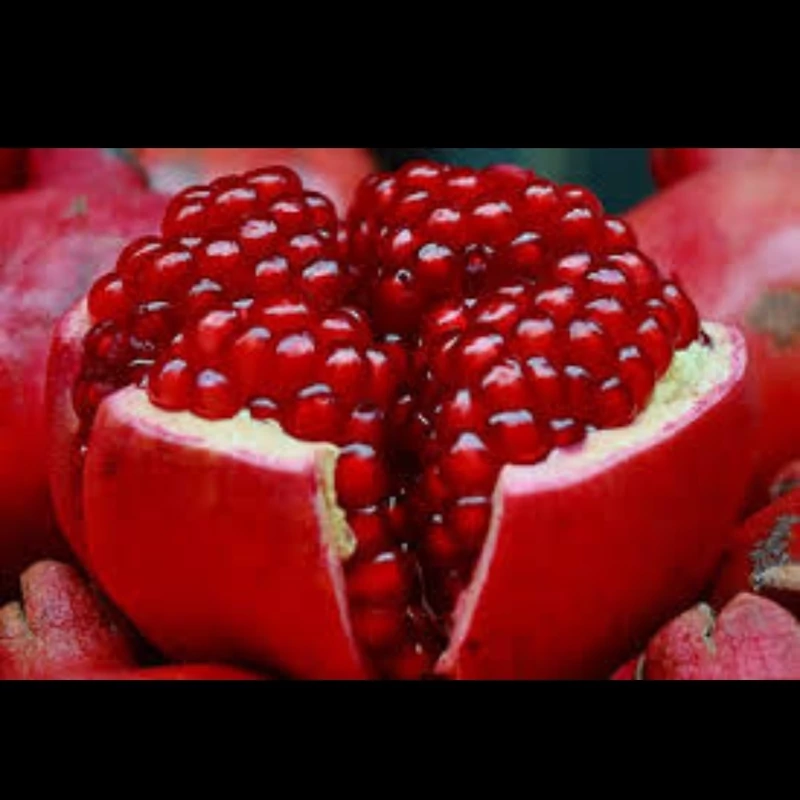 نهال انار ژله ای   ارسال پسکرایه